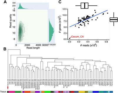 Prediction of transcript isoforms in 19 chicken tissues by Oxford Nanopore long-read sequencing